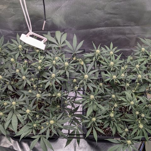 #31.1 White Widow growlog timeline photo