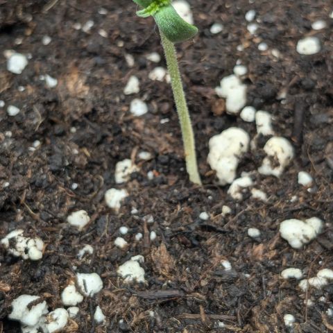 #49 AK47 growlog timeline photo