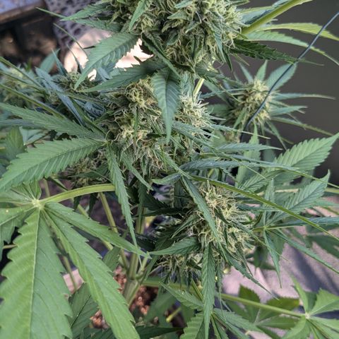 #45 Pure Power Plant Auto growlog timeline photo