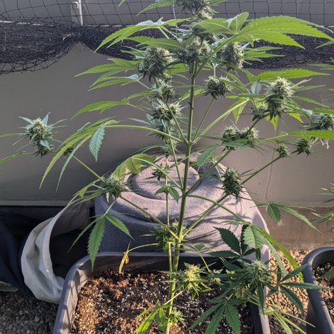 #45 Pure Power Plant Auto growlog timeline photo