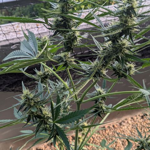 #46 Blueberry Zkittlez Auto growlog timeline photo