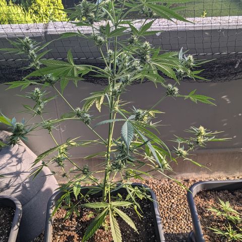 #46 Blueberry Zkittlez Auto growlog timeline photo