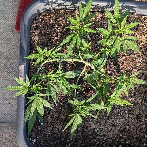 #31.3 White Widow growlog timeline photo