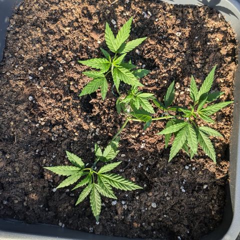 #31.8 White Widow growlog timeline photo