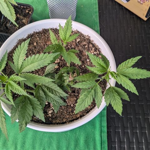 #31.10 Katzengras growlog timeline photo