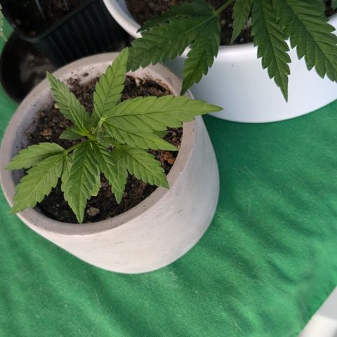 #31.4 White Widow growlog timeline photo