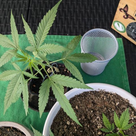 #47 Sticky Orange growlog timeline photo