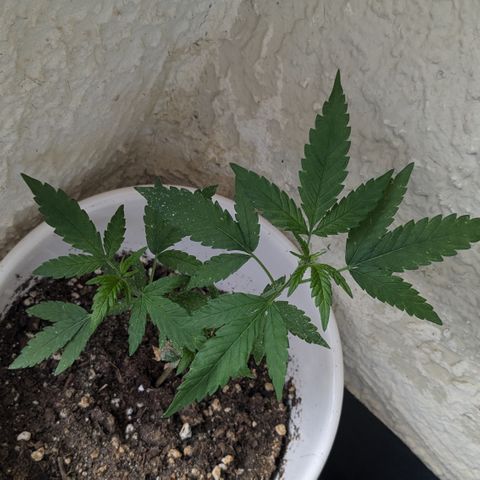 #31.6 White Widow growlog timeline photo
