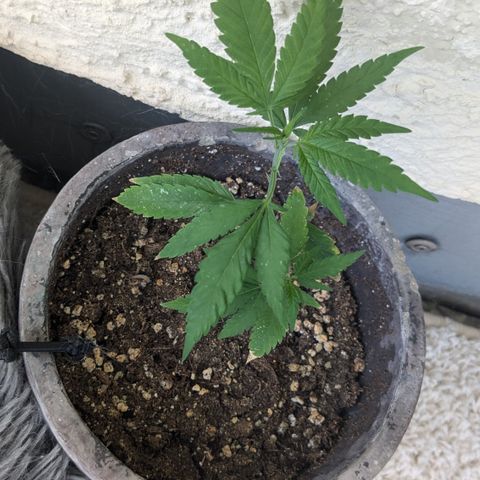 #31.7 White Widow growlog timeline photo