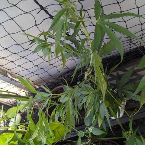 #31.9 Kiffkopp growlog timeline photo