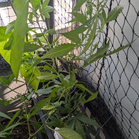 #31.9 Kiffkopp growlog timeline photo