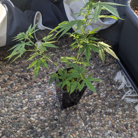 #31.5 White Widow growlog timeline photo