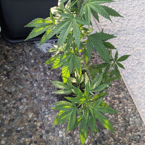 #31.5 White Widow growlog timeline photo