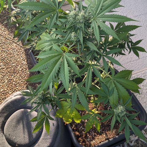 #45 Pure Power Plant Auto growlog timeline photo