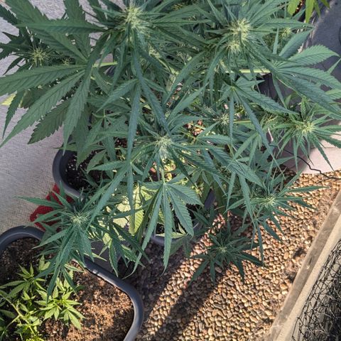 #46 Blueberry Zkittlez Auto growlog timeline photo
