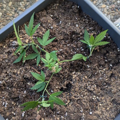 #31.8 White Widow growlog timeline photo