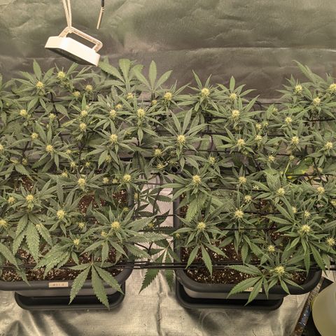 #31.1 White Widow growlog timeline photo