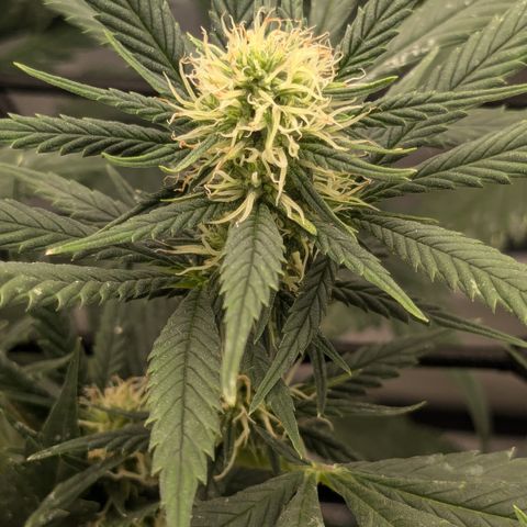 #31.1 White Widow growlog timeline photo