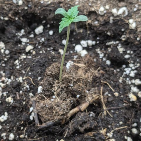 #48 AK47 growlog timeline photo