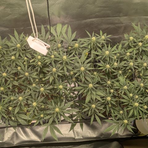 #31.1 White Widow growlog timeline photo