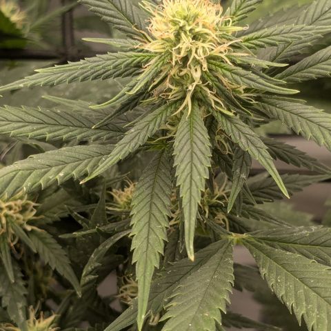 #31.1 White Widow growlog timeline photo