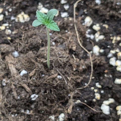 #49 AK47 growlog timeline photo