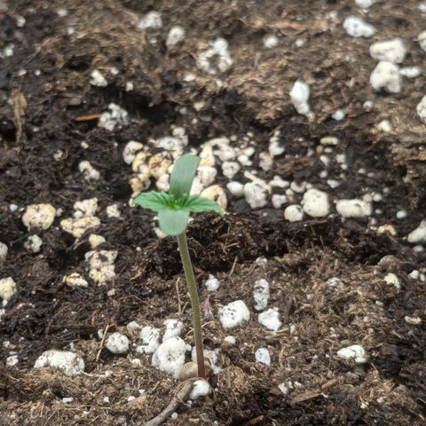 #50 AK47 growlog timeline photo