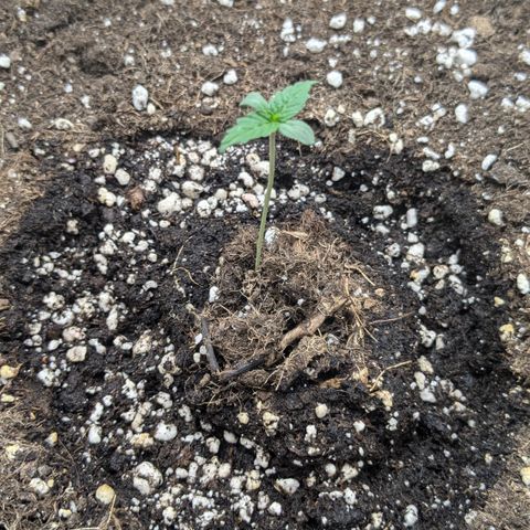 #48 AK47 growlog timeline photo