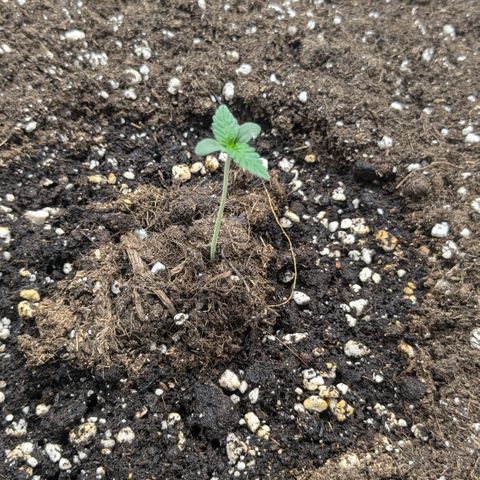 #49 AK47 growlog timeline photo