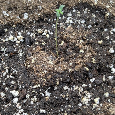 #51 AK47 growlog timeline photo