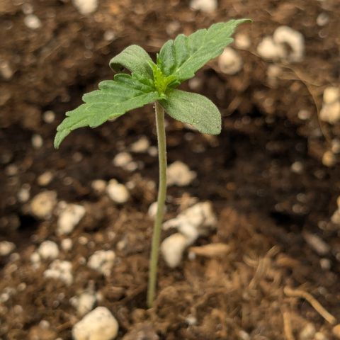 #48 AK47 growlog timeline photo