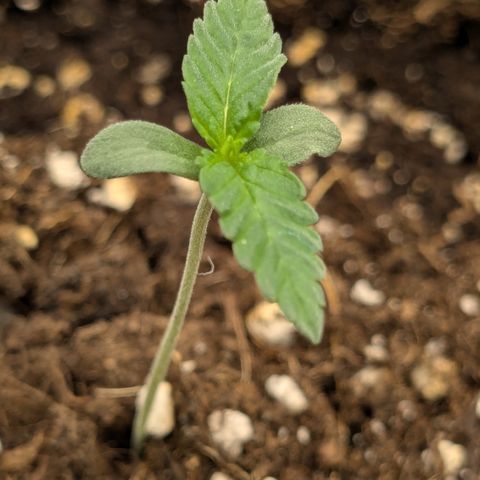 #49 AK47 growlog timeline photo
