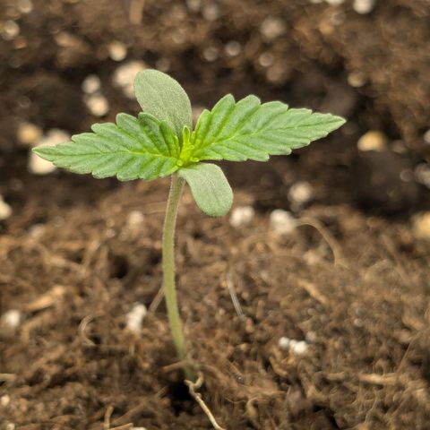 #50 AK47 growlog timeline photo
