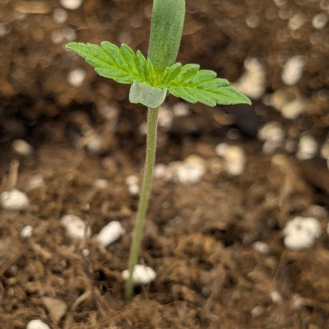 #51 AK47 growlog timeline photo