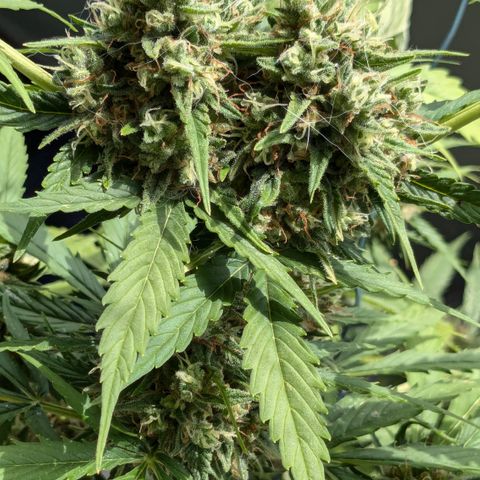 #45 Pure Power Plant Auto growlog timeline photo