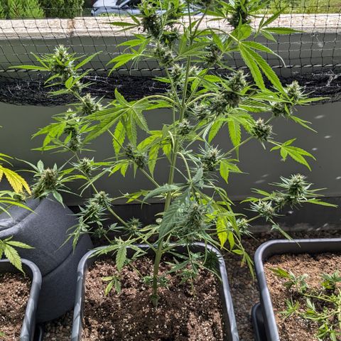 #46 Blueberry Zkittlez Auto growlog timeline photo