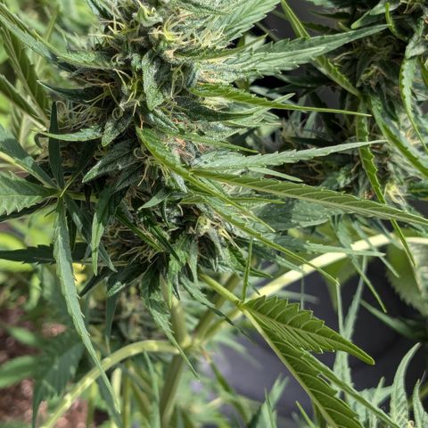 #46 Blueberry Zkittlez Auto growlog timeline photo