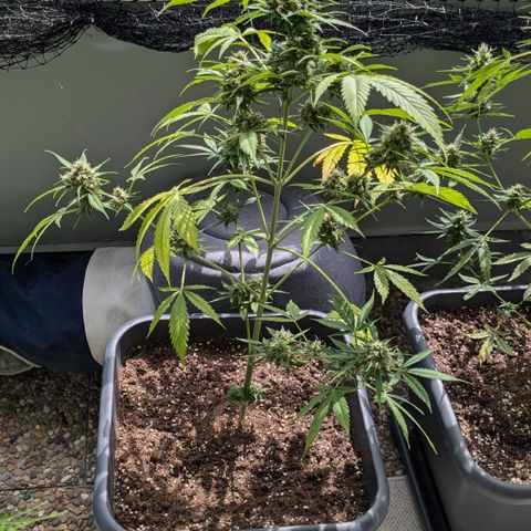 #45 Pure Power Plant Auto growlog timeline photo