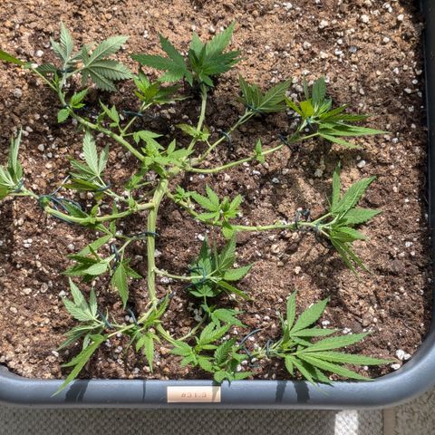 #31.3 White Widow growlog timeline photo