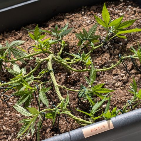 #31.3 White Widow growlog timeline photo