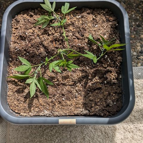 #31.8 White Widow growlog timeline photo