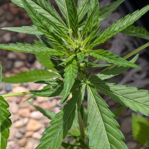 #47 Sticky Orange growlog timeline photo