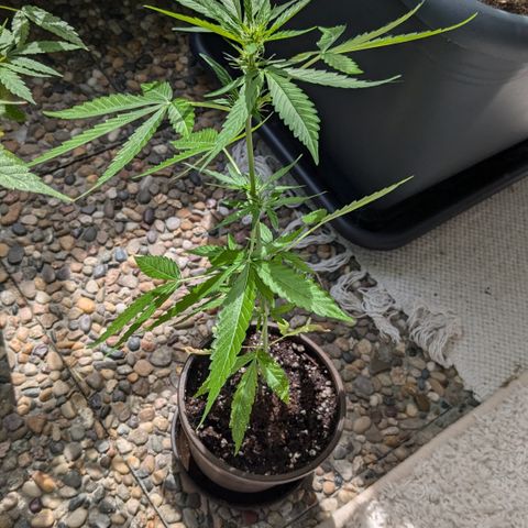 #47 Sticky Orange growlog timeline photo
