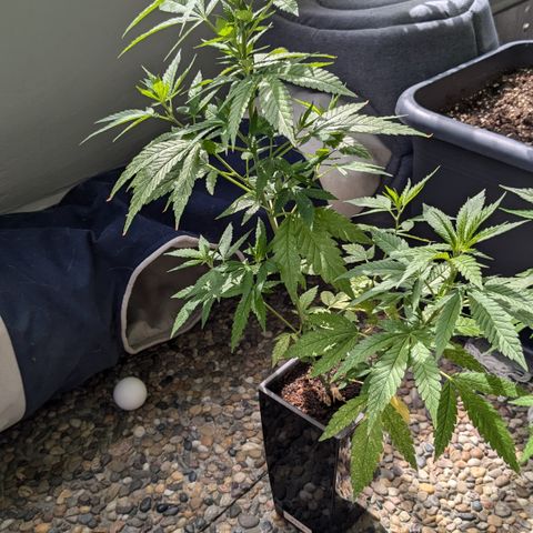#31.5 White Widow growlog timeline photo
