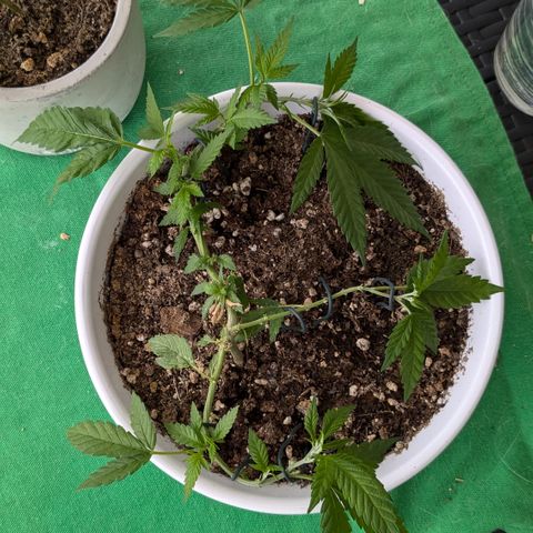#31.10 Katzengras growlog timeline photo