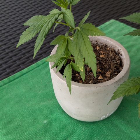 #31.4 White Widow growlog timeline photo