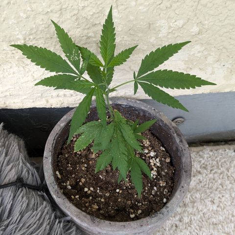 #31.7 White Widow growlog timeline photo