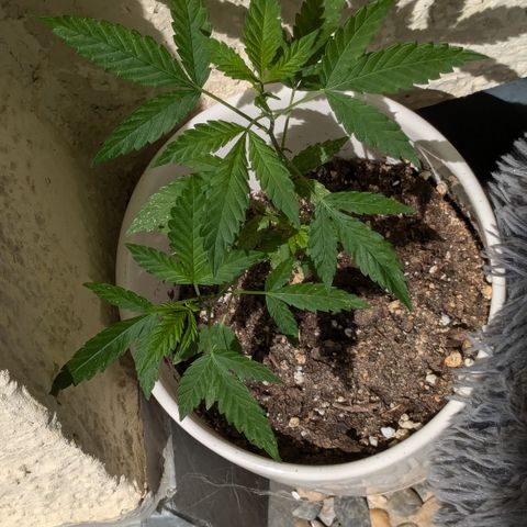 #31.6 White Widow growlog timeline photo