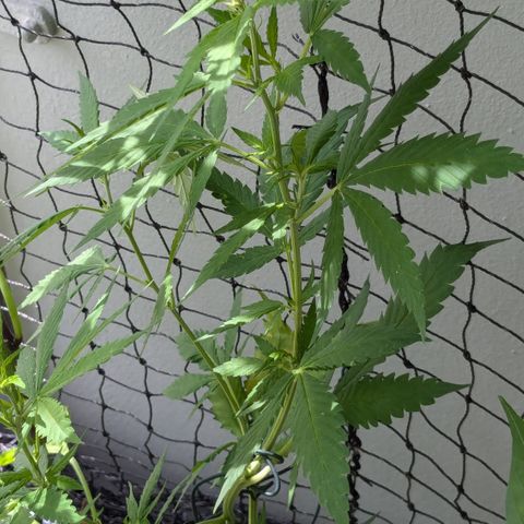 #31.9 Kiffkopp growlog timeline photo