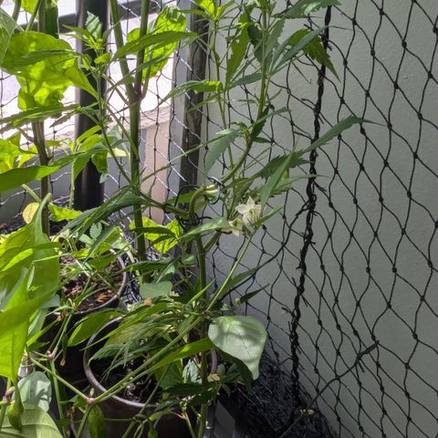 #31.9 Kiffkopp growlog timeline photo
